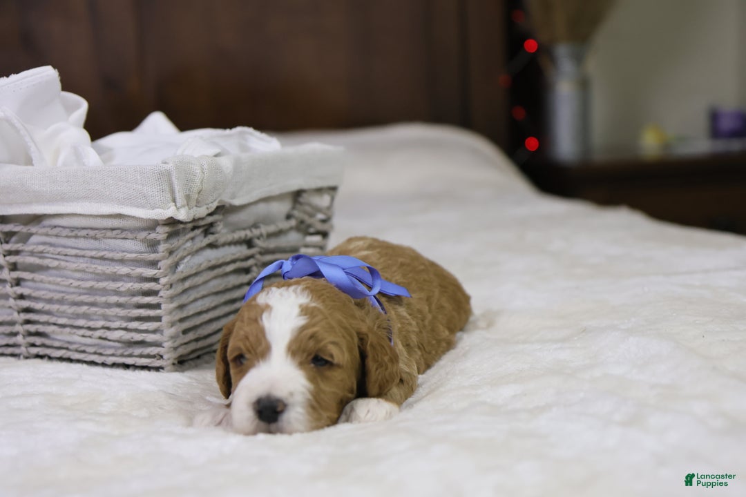 Goldendoodle dogs for sale: Hermey - Ad 2