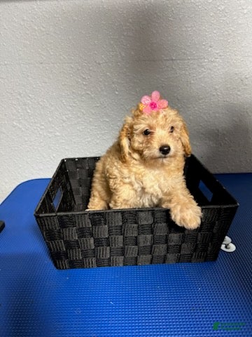 Mini Goldendoodle dogs Kaia  - Ad 1