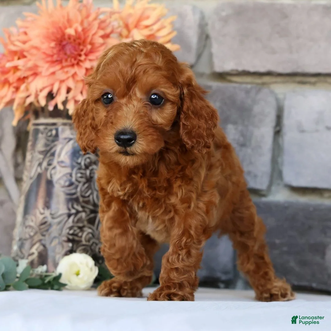 Miniature Poodle dogs for sale: Nina - Ad 2