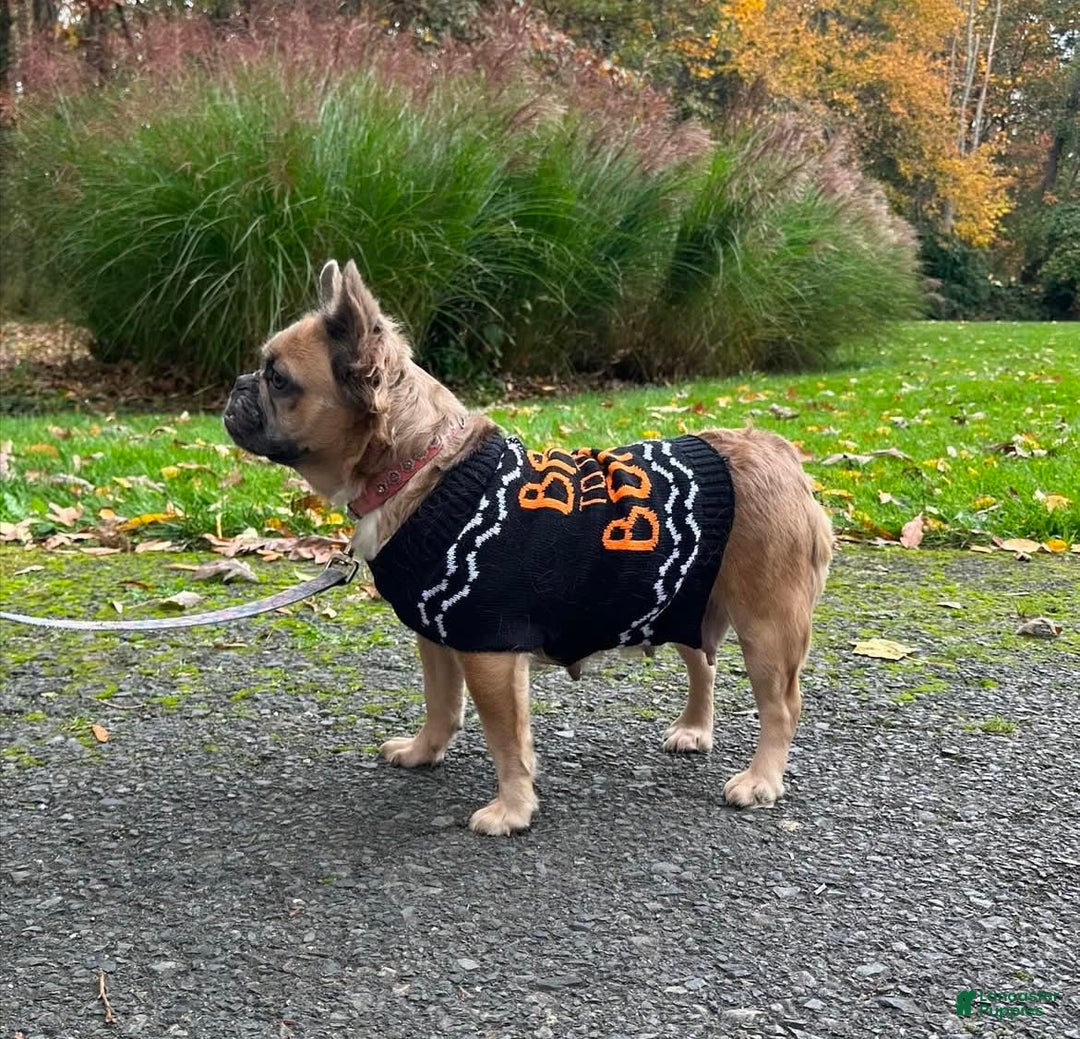 French Bulldog dogs for sale: Simone - Ad 1