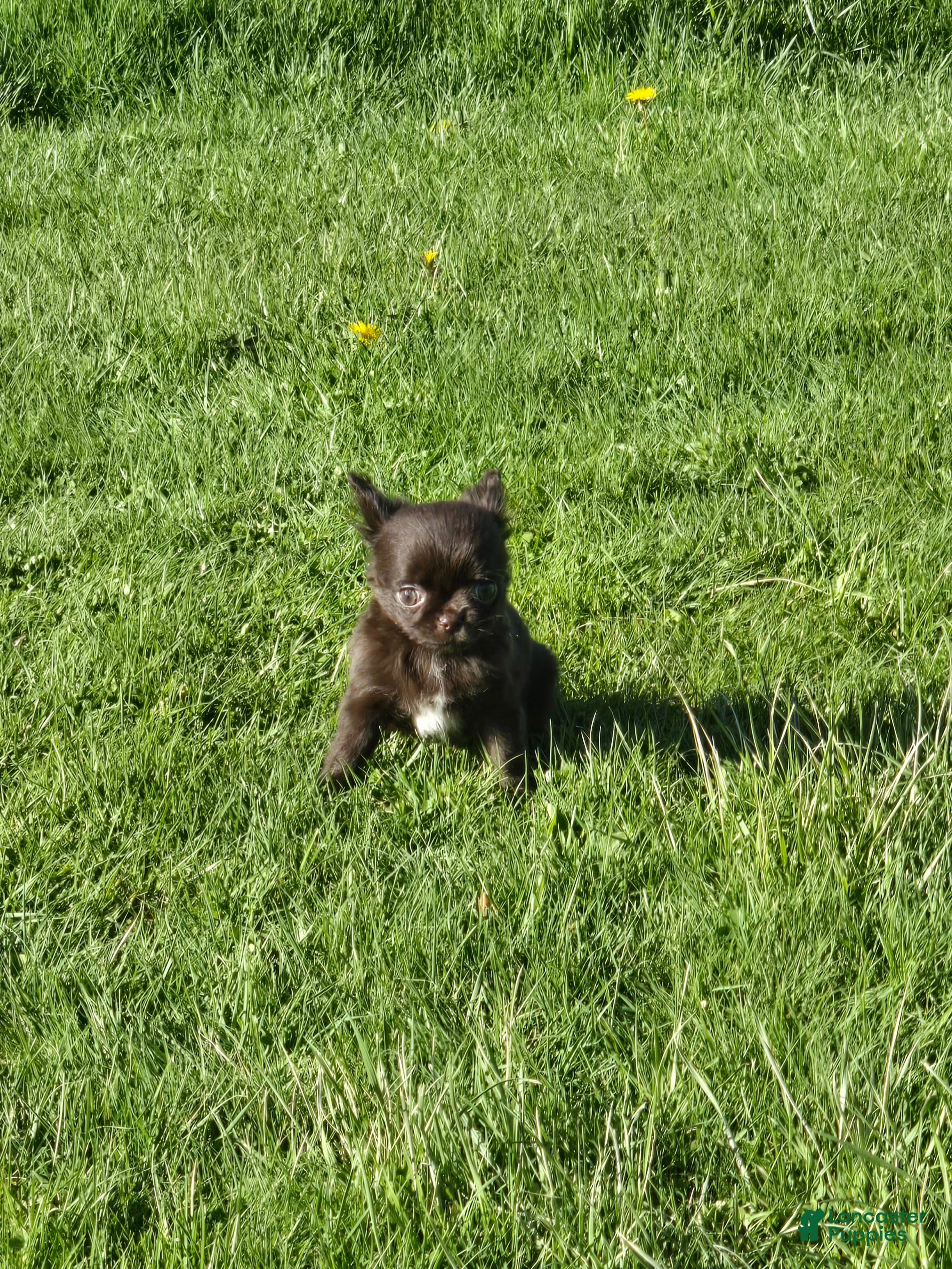 Chihuahua dogs Johnny  - Ad 27