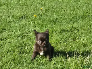 Chihuahua dogs Johnny - Ad 27