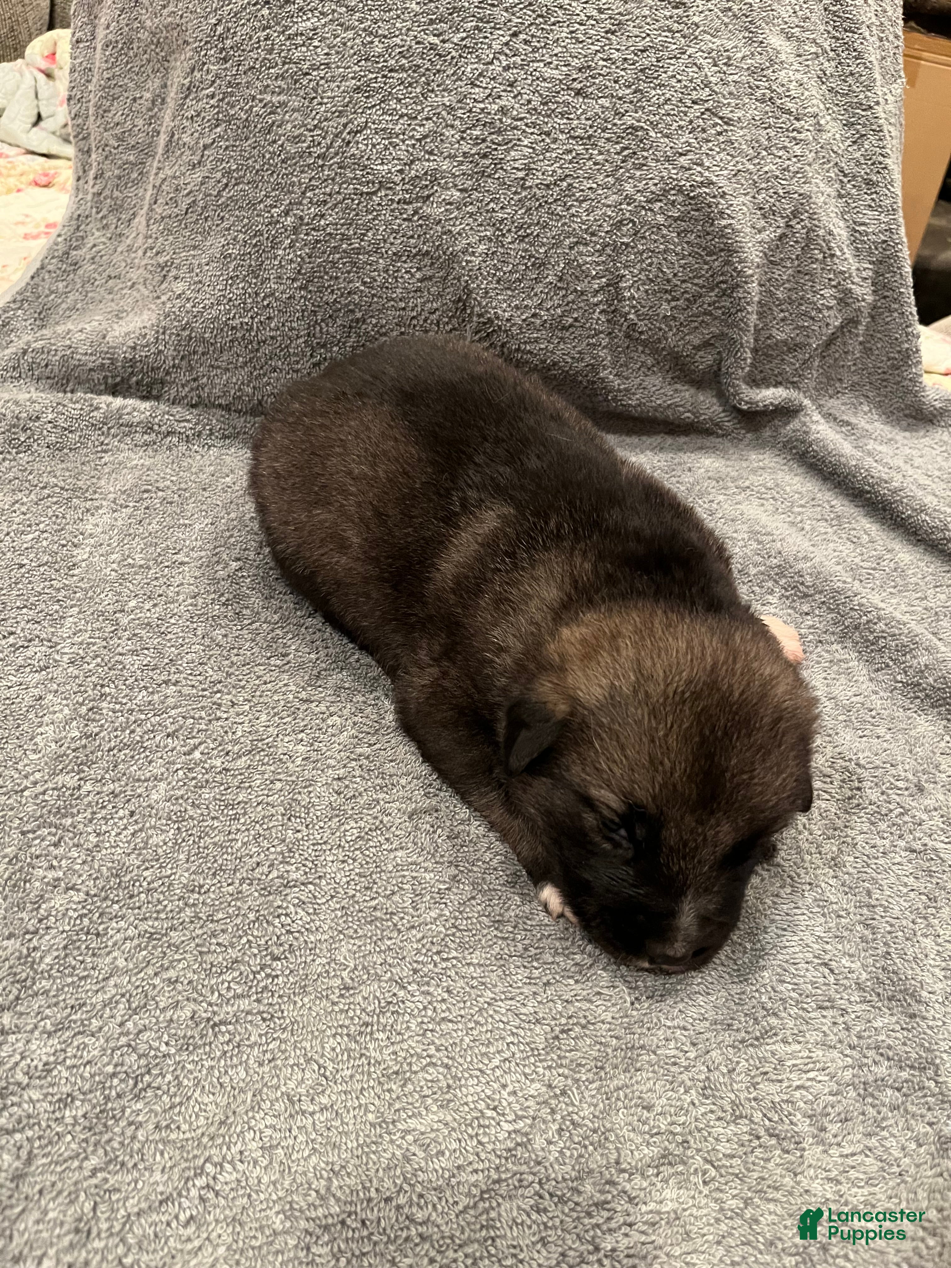 Mixed Breed dogs Boy- Yellow - Ad 2