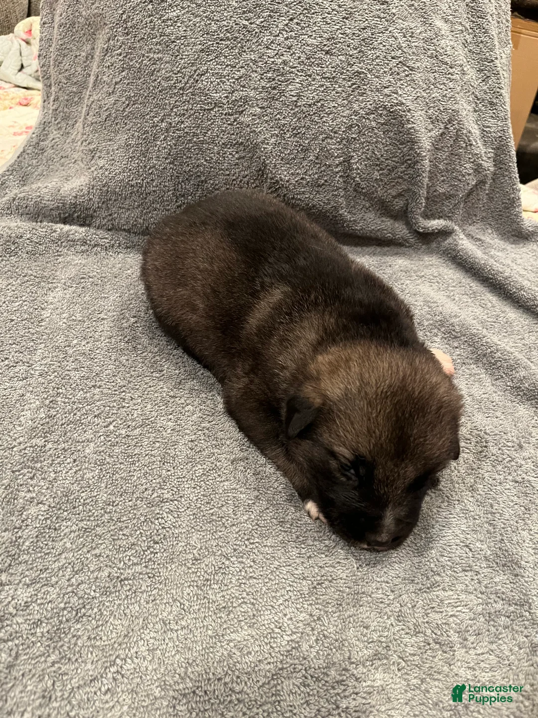 Mixed Breed dogs for sale: Boy- Yellow - Ad 2