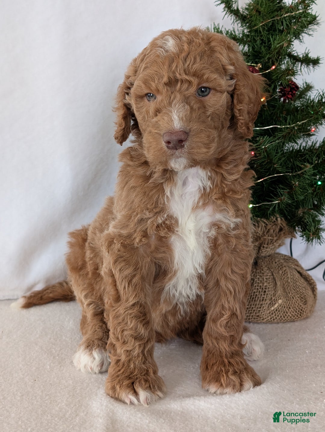 Goldendoodle dogs for sale: Parker - Ad 5