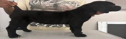 Cane Corso dogs for sale: Cane Corso 2 - Ad 2
