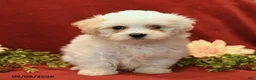 Maltipoo dogs for sale: Bailey - Ad 3