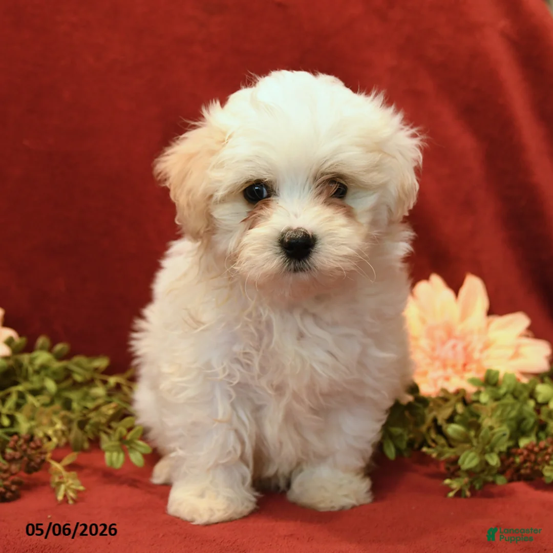 Maltipoo dogs for sale: Bailey - Ad 3
