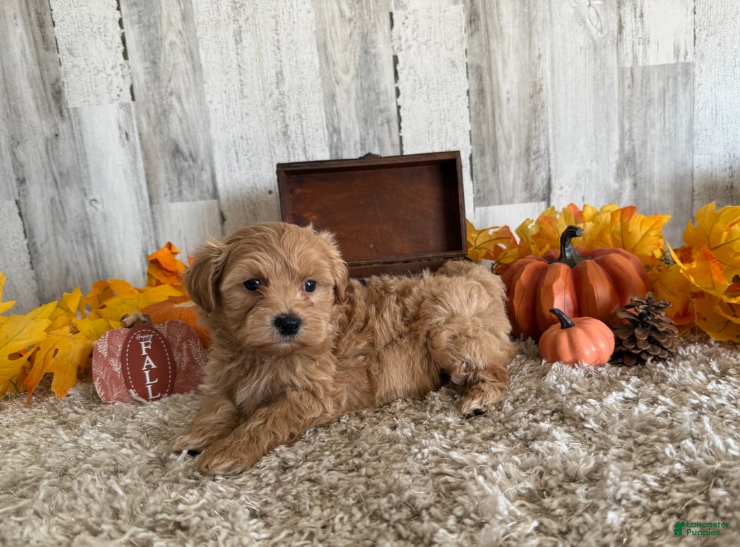 Maltipoo dogs for sale: Ozzy - Ad 9