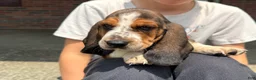 Basset Hound dogs for sale: Hank - Ad 3