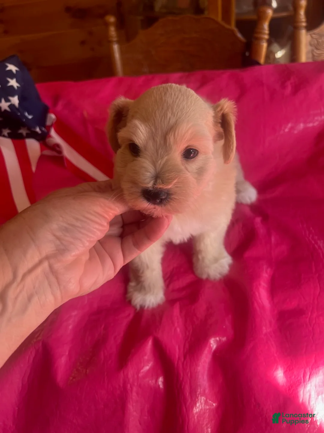 Miniature Schnauzer dogs for sale: Tinker (Light red with white paws & chest) - Ad 2