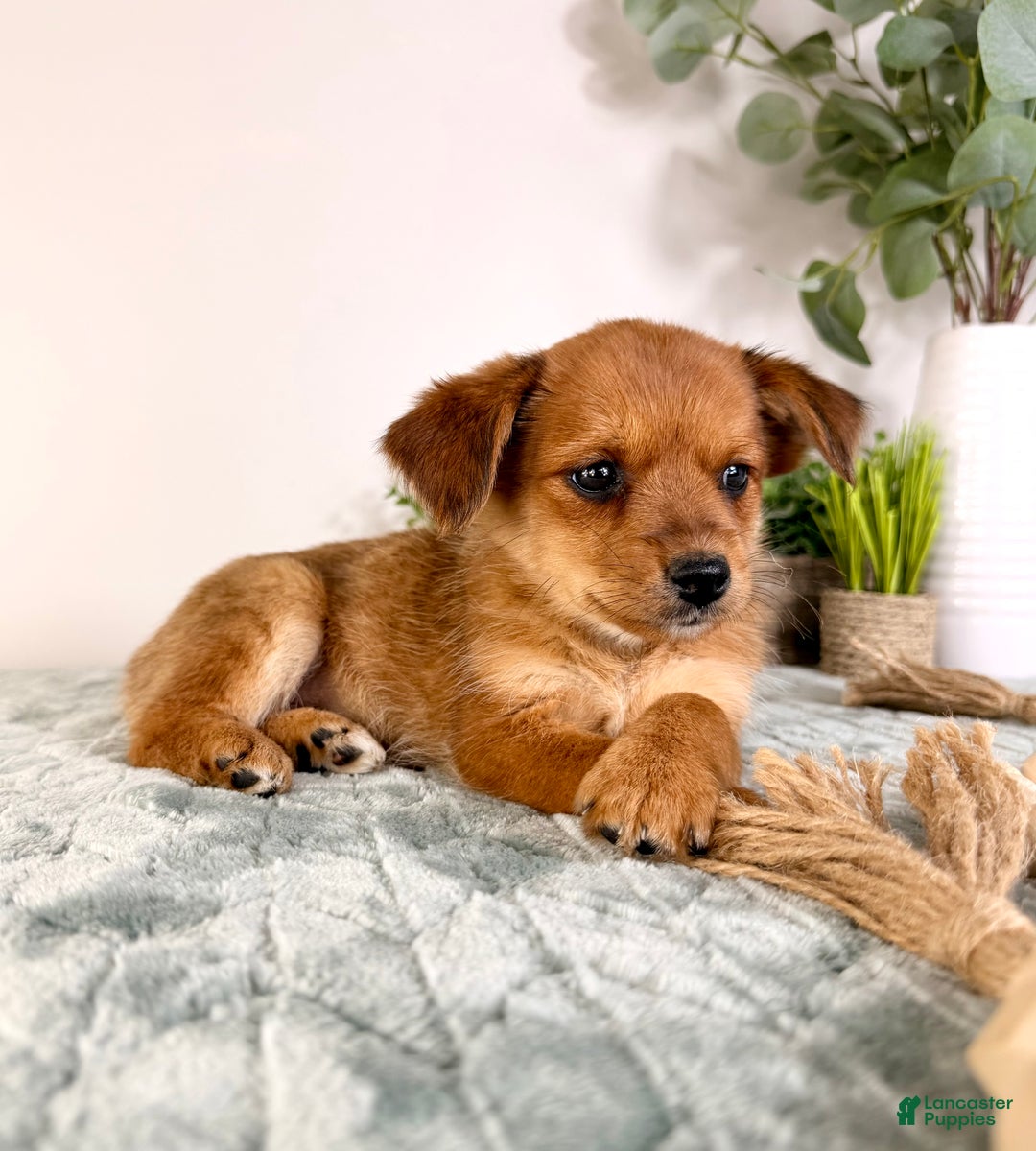 Mixed Breed dogs for sale: Pumpkin - Ad 4
