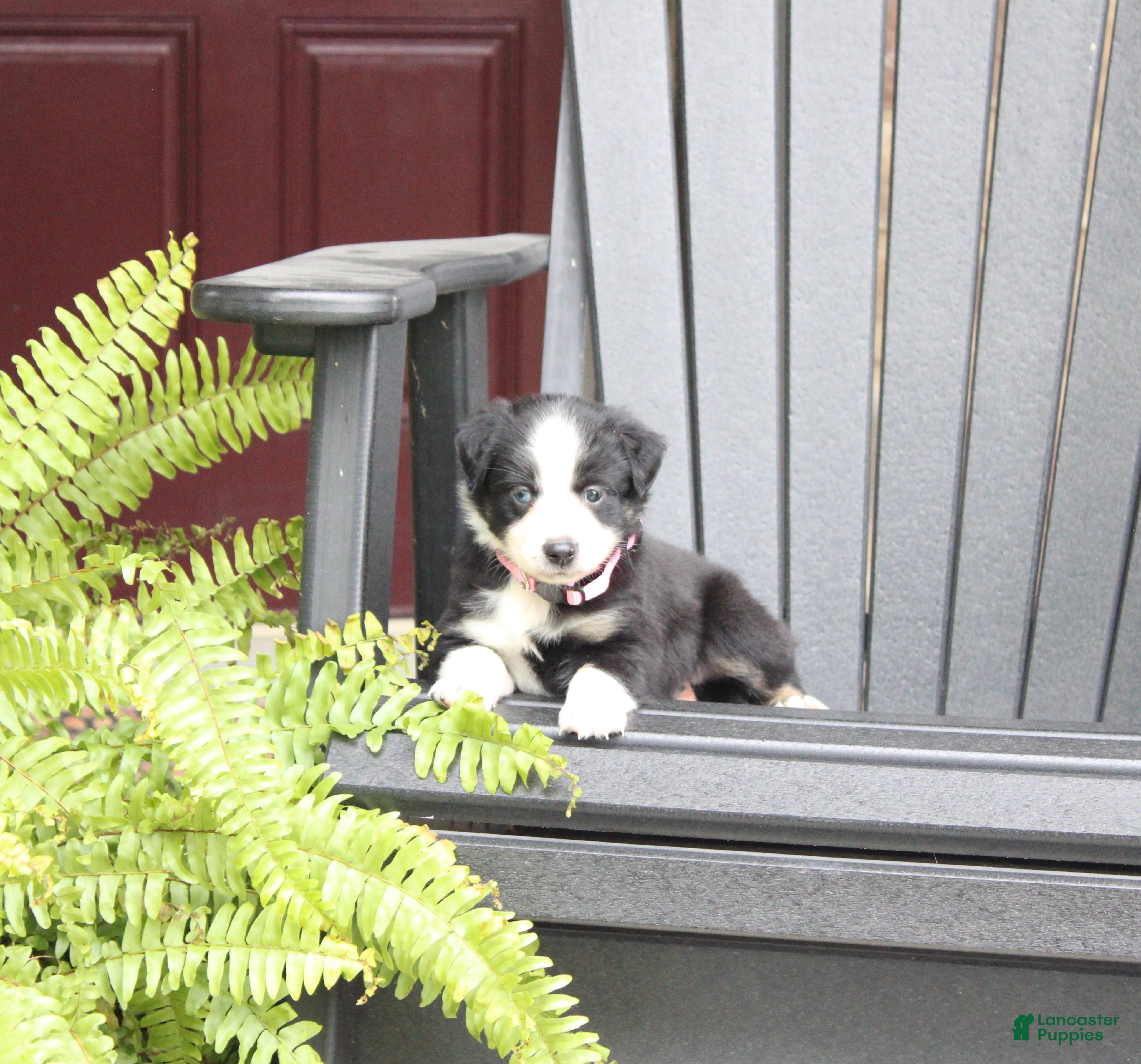 Abby (Australian Shepherd, Female) in Marion Township, PA
