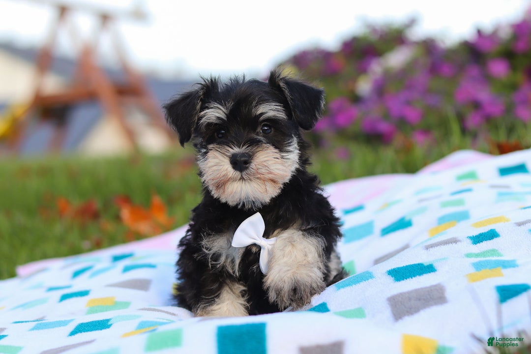 Miniature Schnauzer dogs for sale: Liam - Ad 3