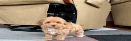 Havapoo dogs for sale: Havapoo Puppy 3 - Ad 4