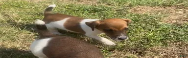 Jack Russell Terrier Pierce