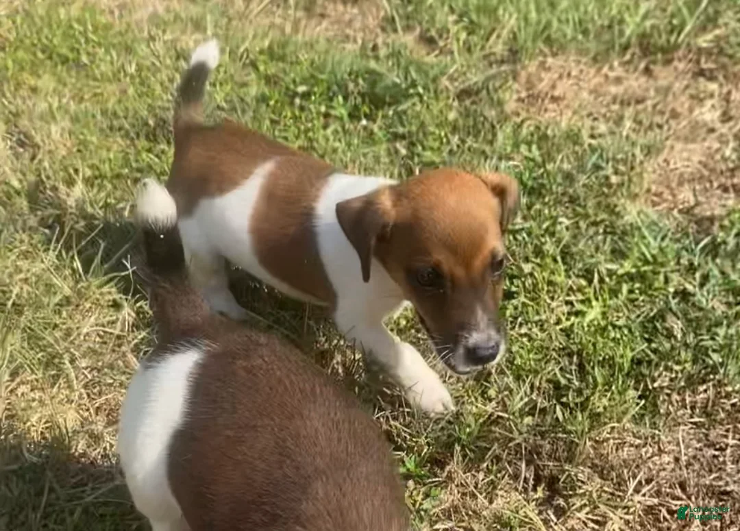 Jack Russell Terrier dogs for sale: Jack Russell Terrier Pierce - Ad 1