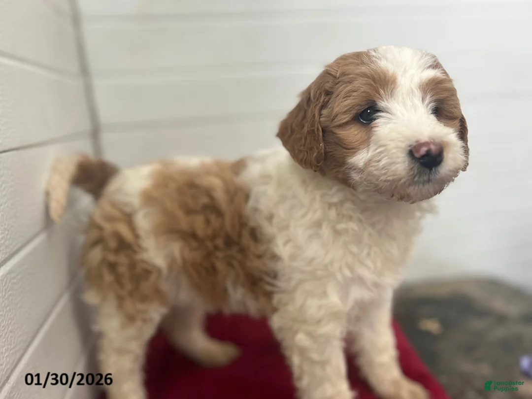 Mini Goldendoodle dogs for sale: Iris - Ad 3