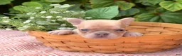 French Bulldog dogs for sale: Autumn - Ad 3