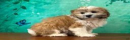 Teddy Bear dogs for sale: Rocky - Ad 2