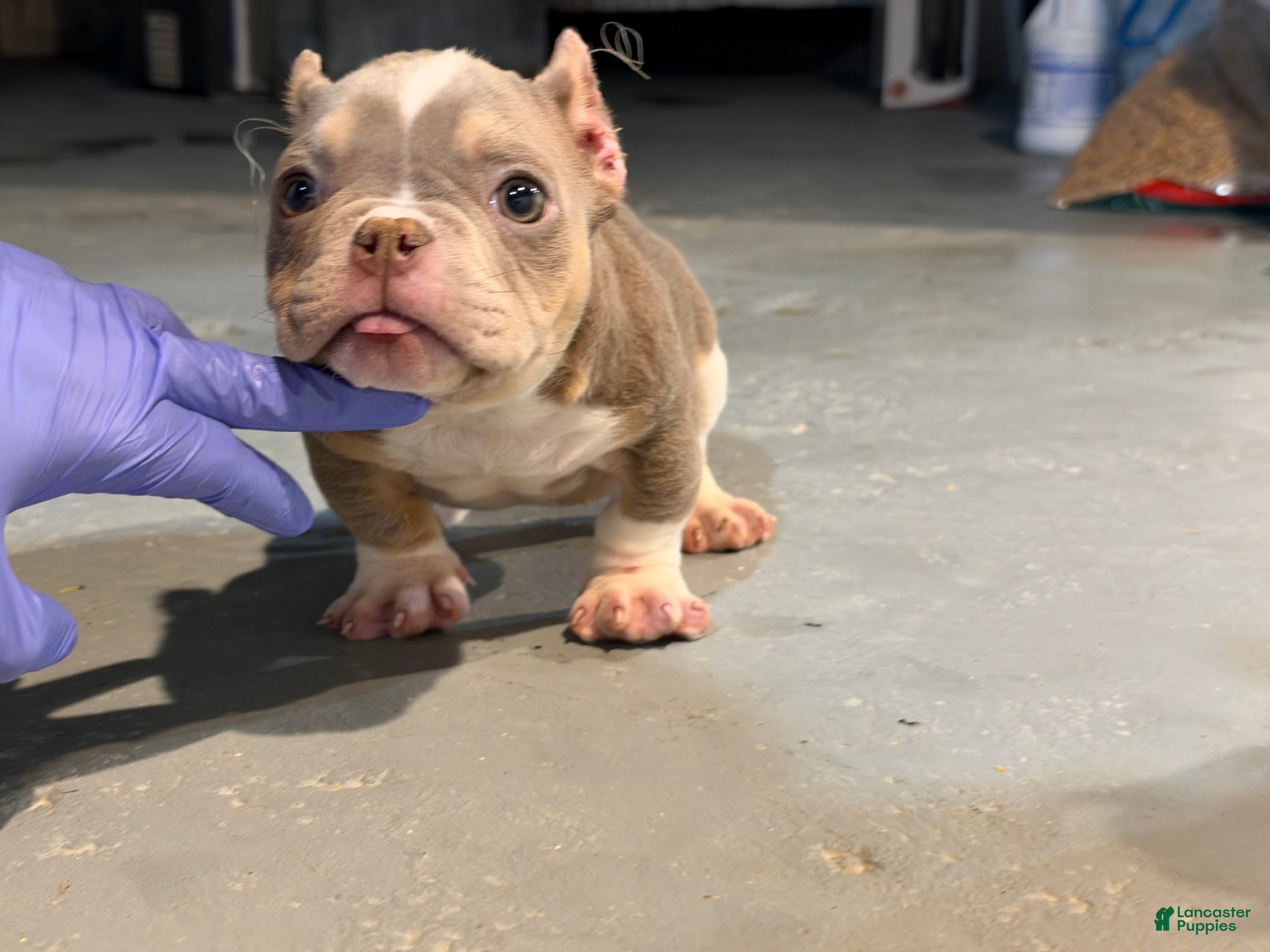 American Bully dogs Katana  - Ad 1