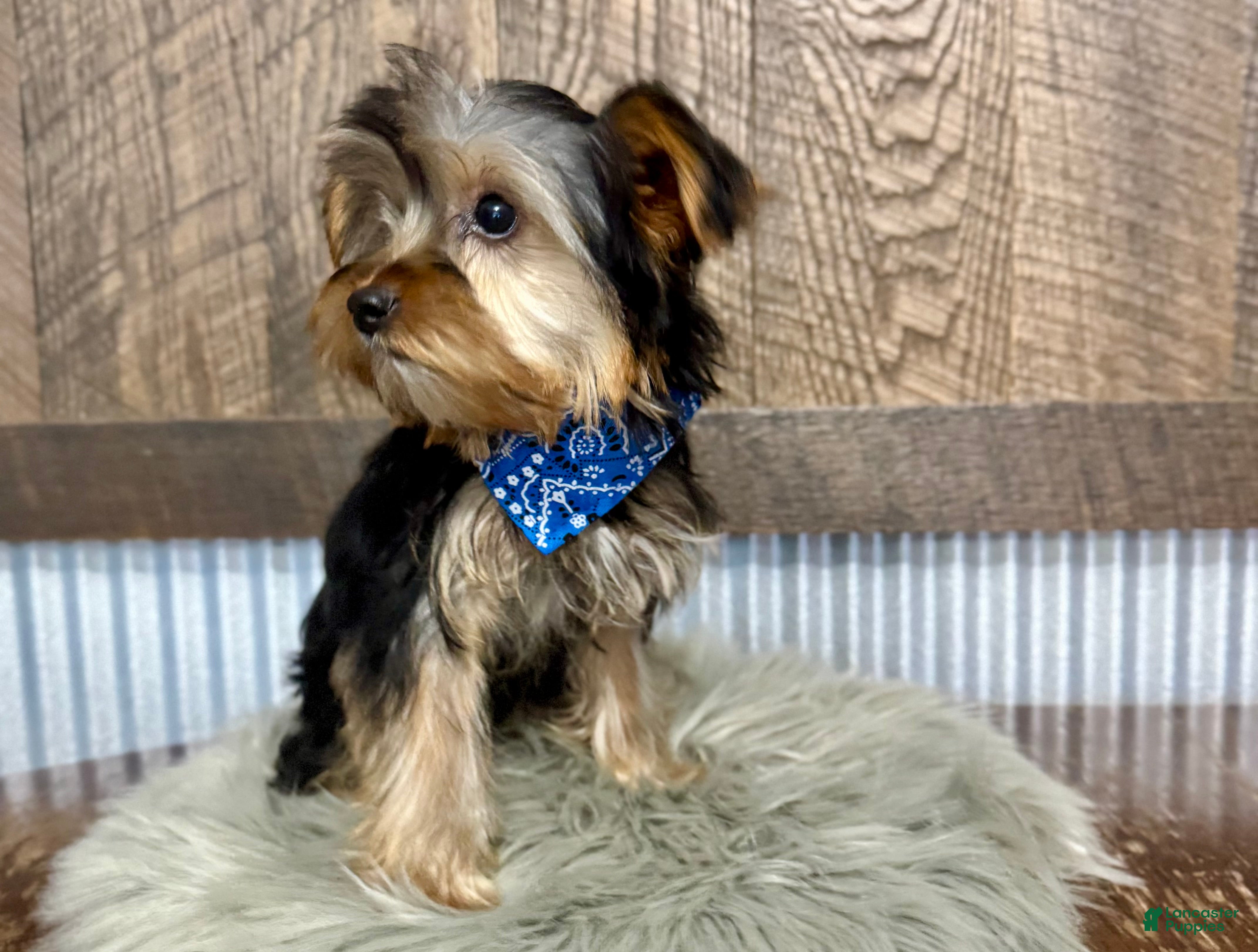 Yorkshire Terrier dogs Lance - Ad 2