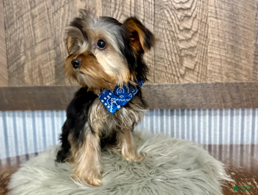 Yorkshire Terrier dogs for sale: Lance - Ad 2