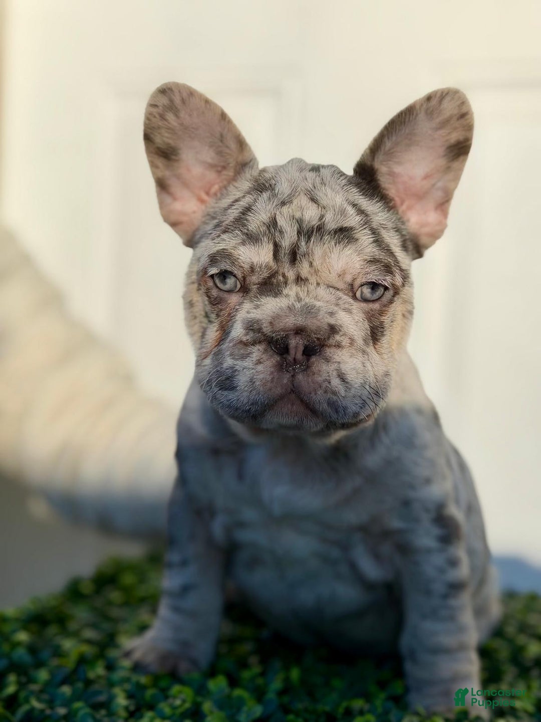 French Bulldog dogs for sale: TRIXIE - Ad 1