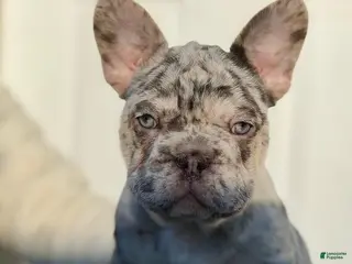 French Bulldog dogs TRIXIE - Ad 11