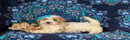 Bichpoo dogs for sale: Gillian - Ad 5