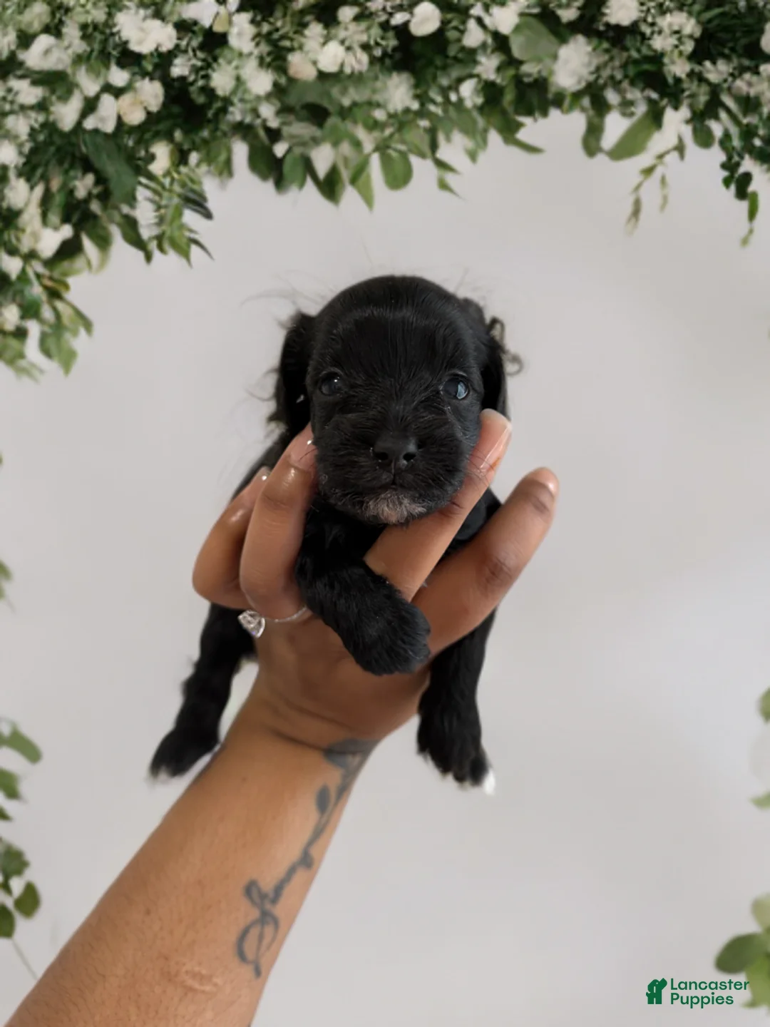 Shihpoo dogs for sale: Prince Leo - Ad 1