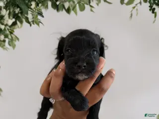 Shihpoo dogs Prince Leo - Ad 35