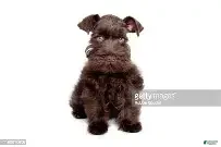 Miniature Schnauzer dogs Miniature Schnauzer 7 - Ad 2