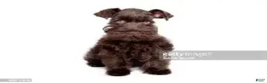Miniature Schnauzer 7