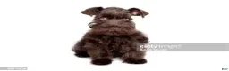 Miniature Schnauzer dogs for sale: Miniature Schnauzer 7 - Ad 1