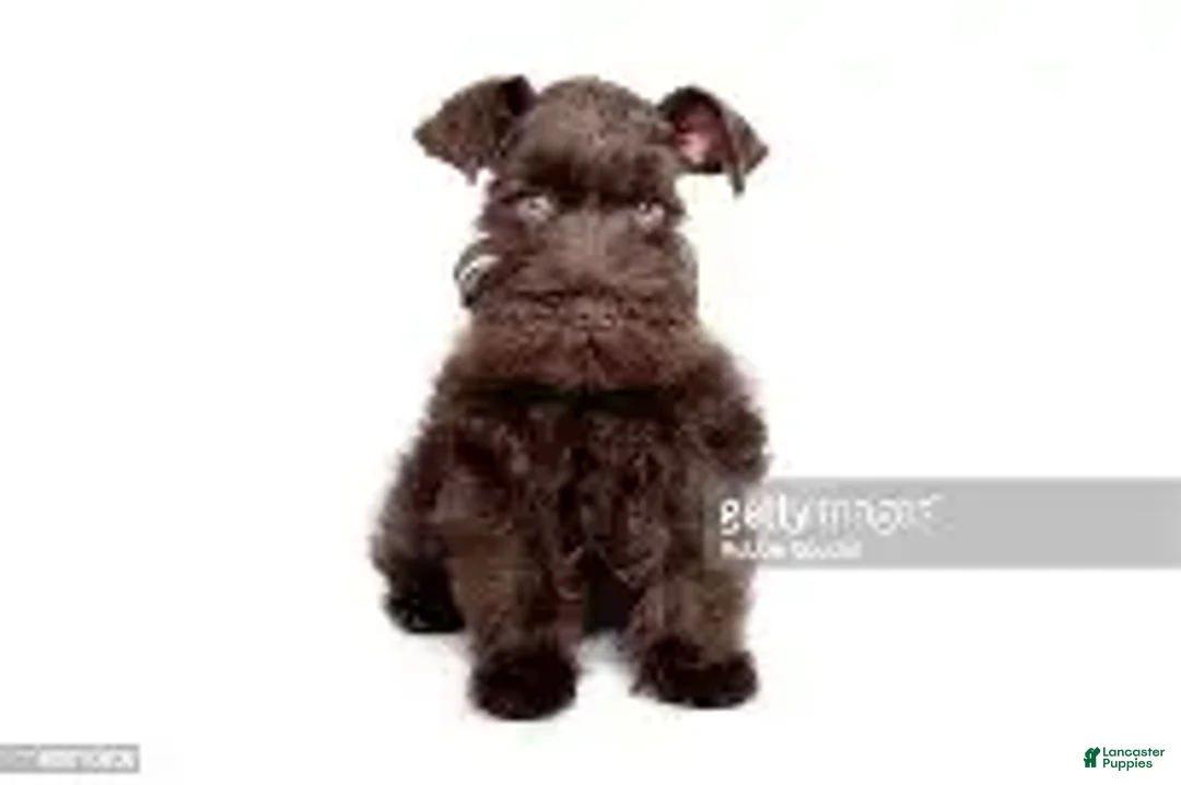 Miniature Schnauzer dogs for sale: Miniature Schnauzer 7 - Ad 1