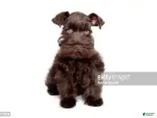 Miniature Schnauzer dogs Miniature Schnauzer 7 - Ad 2