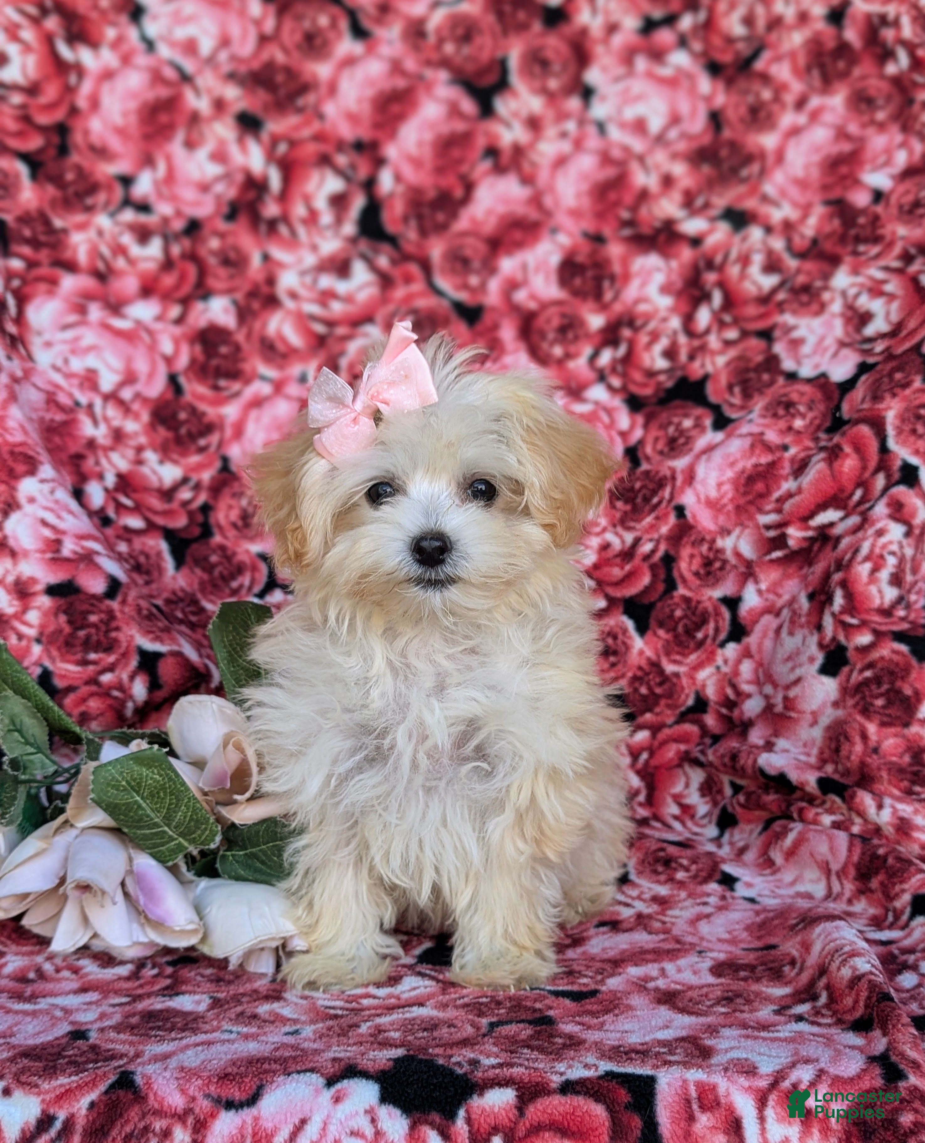 Maltipoo dogs Buffy 8 lbs Full Grown - Ad 2