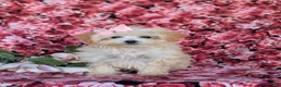 Maltipoo dogs for sale: Buffy 8 lbs Full Grown - Ad 2
