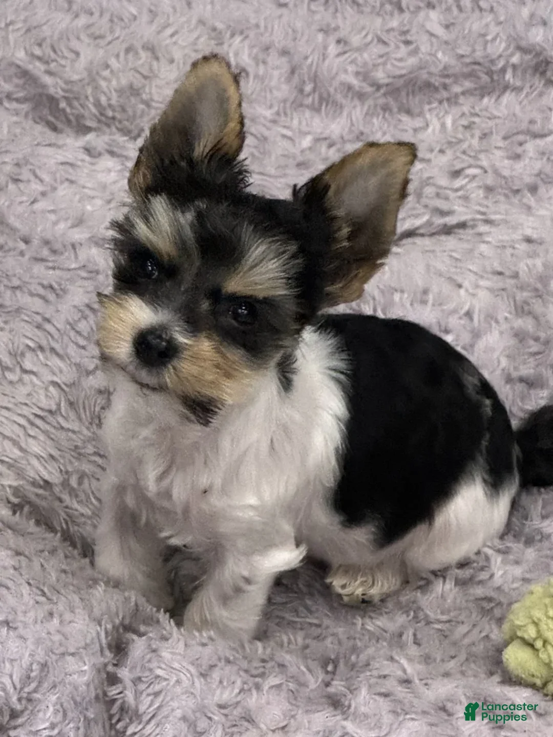 Yorkshire Terrier dogs for sale: Poppy - Ad 6