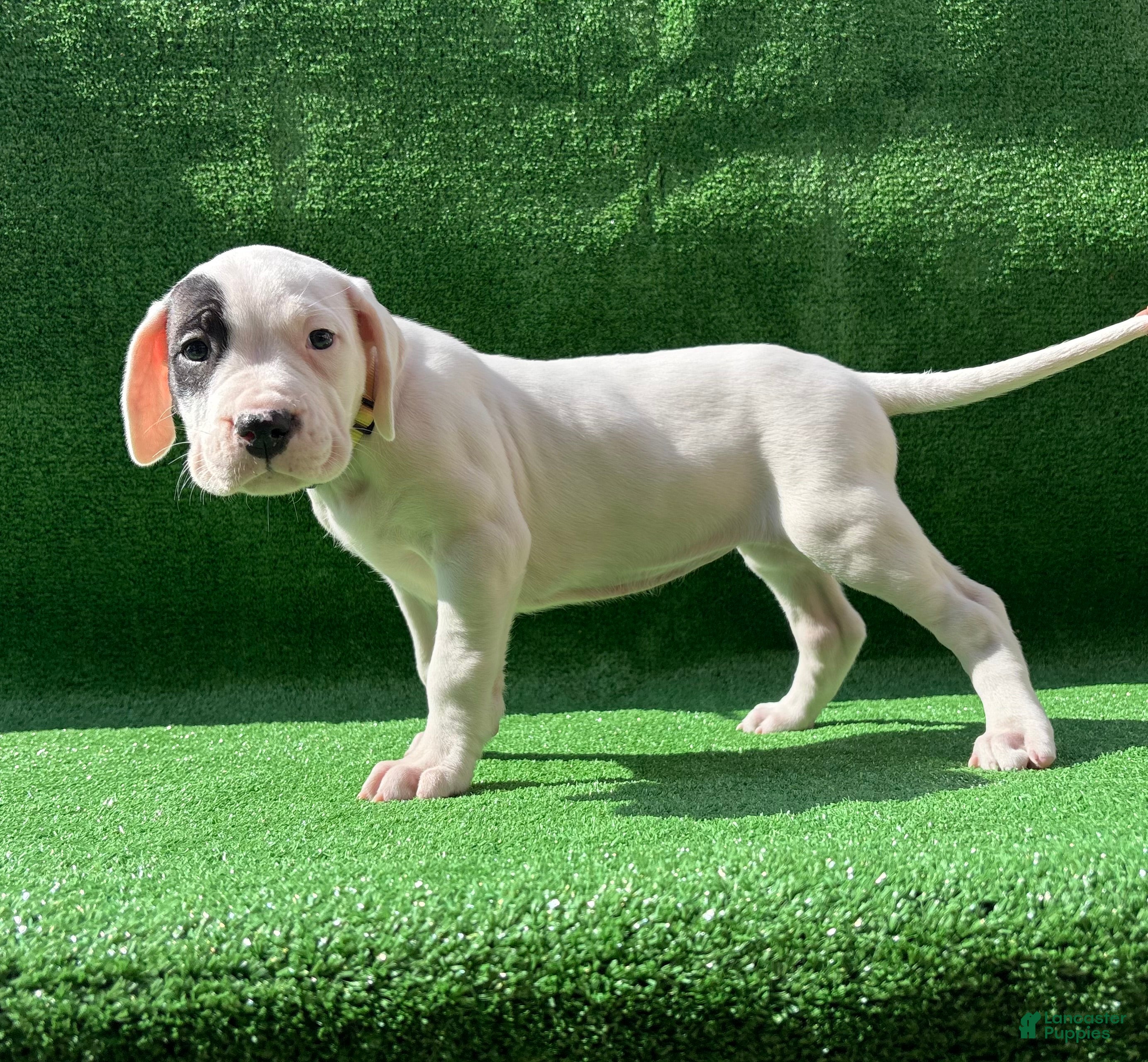 Dogo Argentino dogs Yellow  - Ad 2