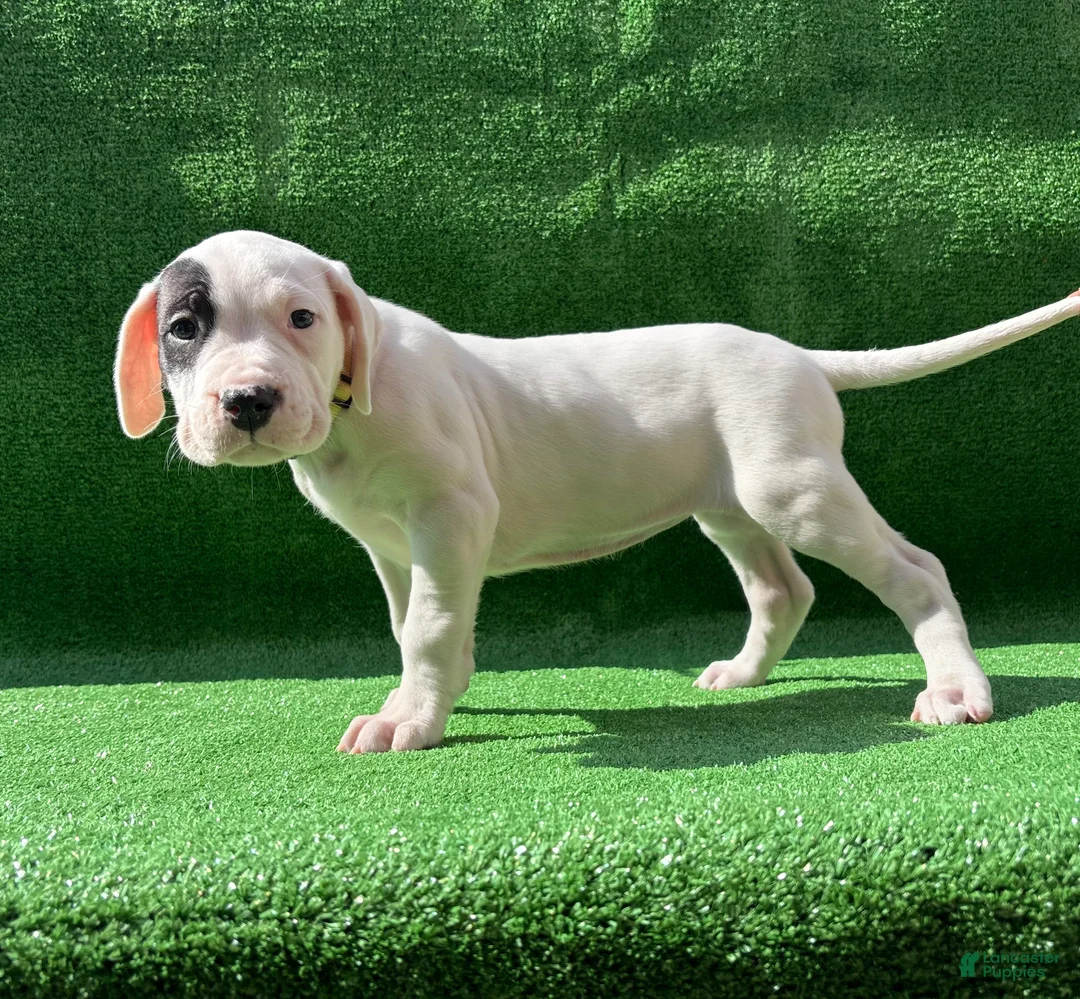 Dogo Argentino dogs for sale: Yellow  - Ad 2