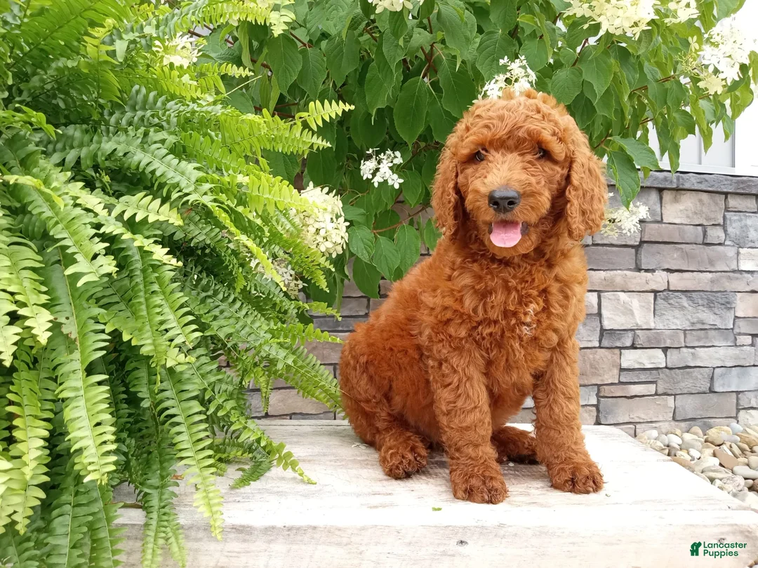 Gallery Image {{count}}