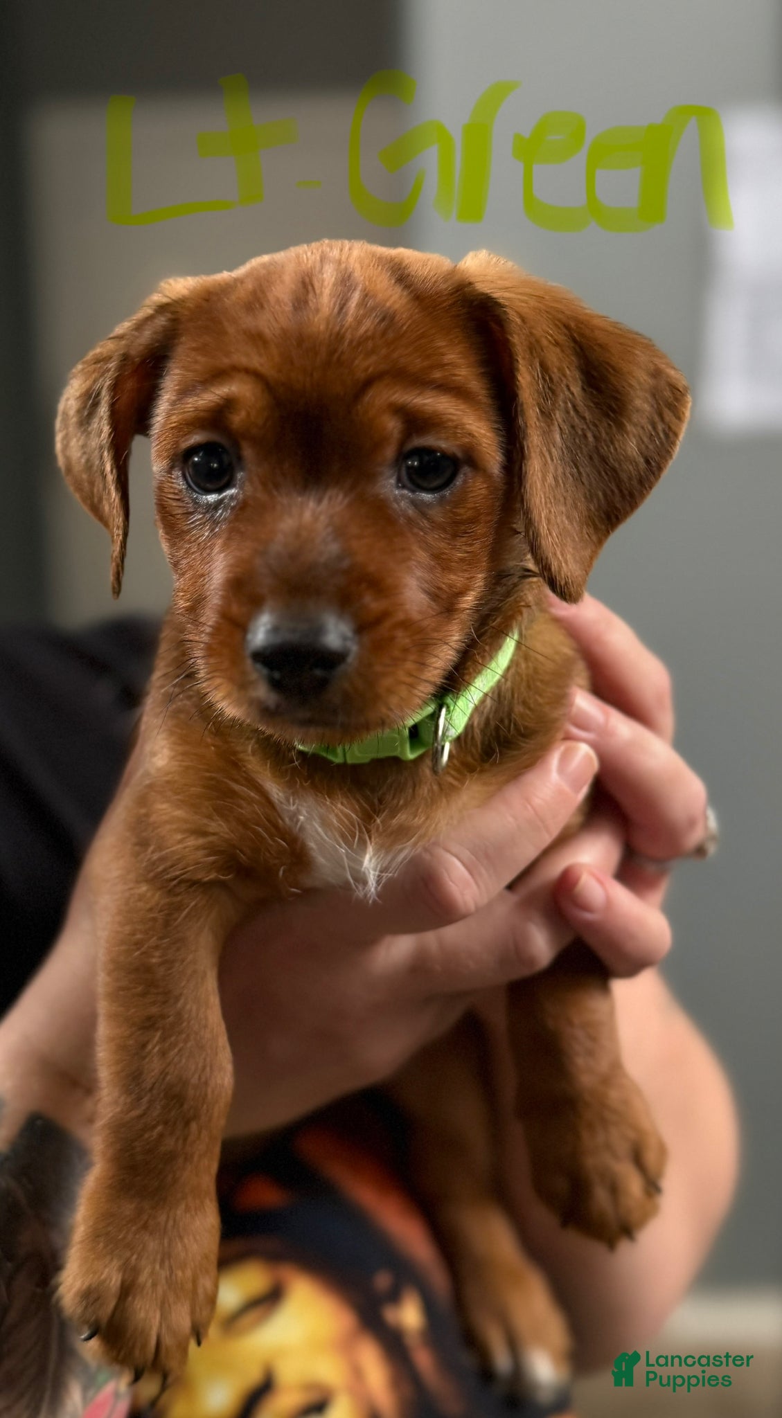 Mixed Breed dogs Mixed Breed Puppy 3 - Ad 39