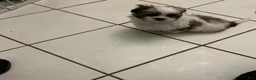 Shih Tzu dogs for sale: Shih Tzu 1 - Ad 2