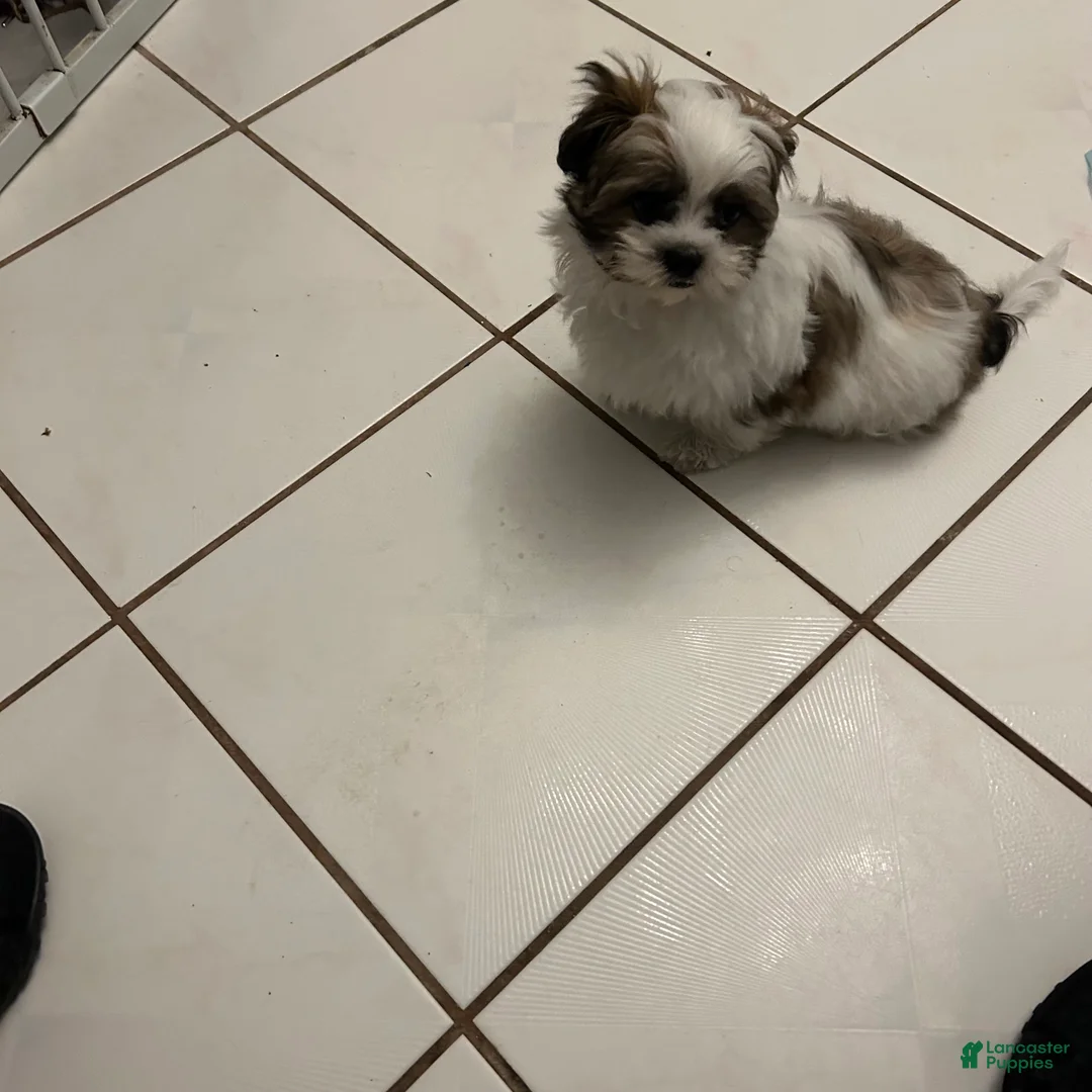 Shih Tzu dogs for sale: Shih Tzu 1 - Ad 2