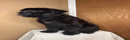 Giant Schnauzer dogs for sale: Grizzly - Ad 5