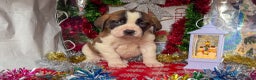 Saint Bernard dogs for sale: Maverick - Ad 2
