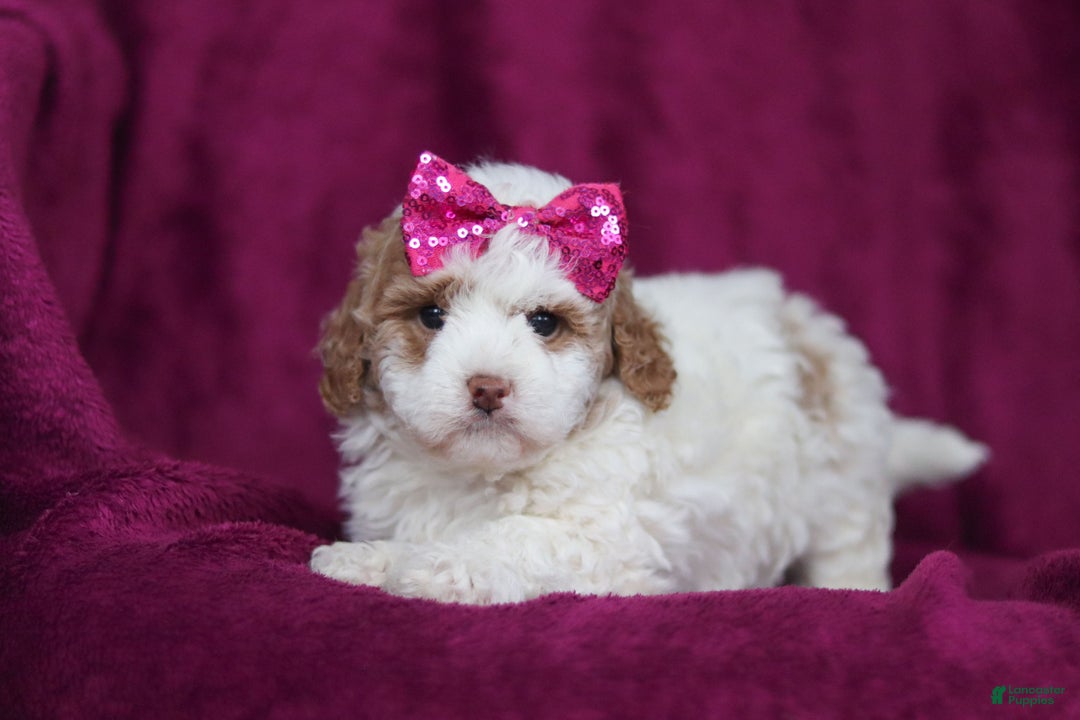 Mini Goldendoodle dogs for sale: Hallie - Ad 9