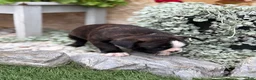 Boston Terrier dogs for sale: Keeth - Ad 16
